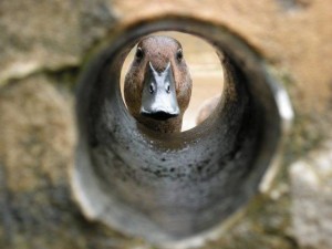 Anatidaephobia: the fear that somewhere, somehow, a duck is watching you